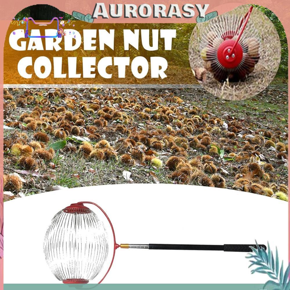 [AS] Nut Gatherer Adjustable Walnut Picker Upper สําหรับวอลนัท Acorns Pecans Golf Balls
