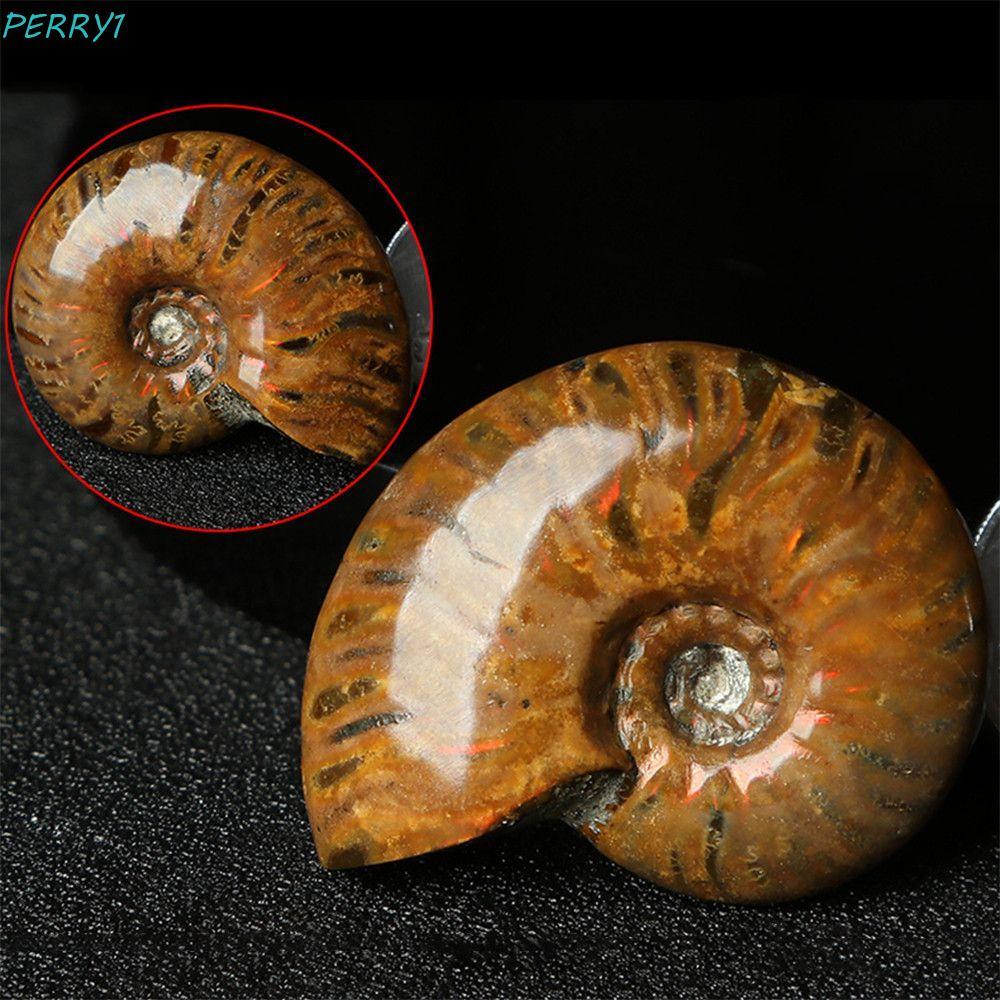 PERRY Ammonite Luck ของสะสมมาสคอตธรรมชาติ