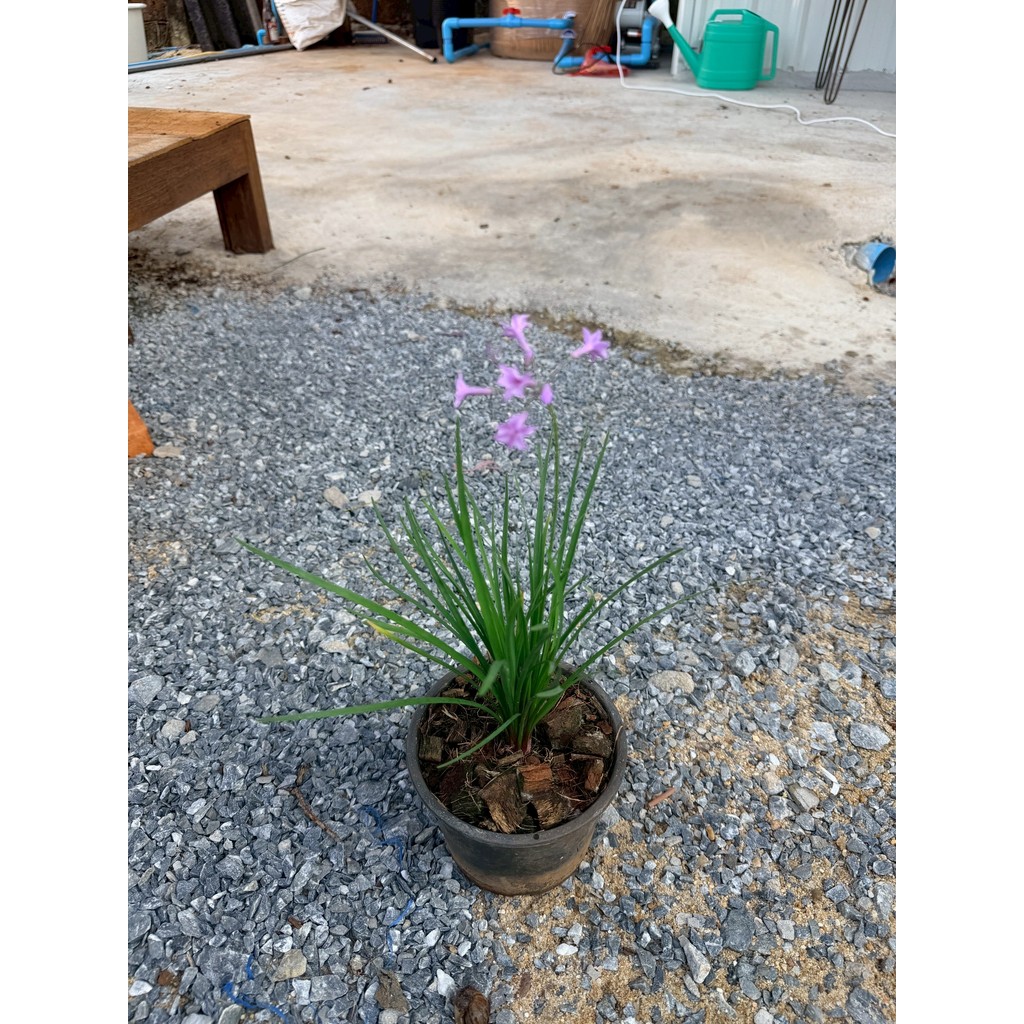 มุมมอง 5