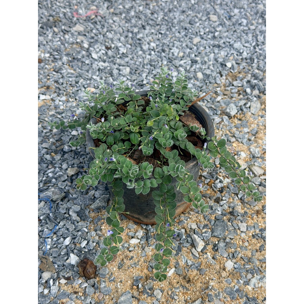 มุมมอง 3