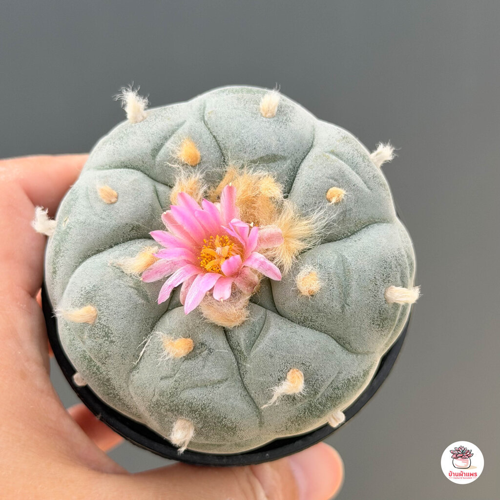 โลโฟโฟรา ฟริซิอาย Lophophora fricii กระบองเพชร แคคตัส Cactus cactus&succulentหลากหลายสายพันธุ์