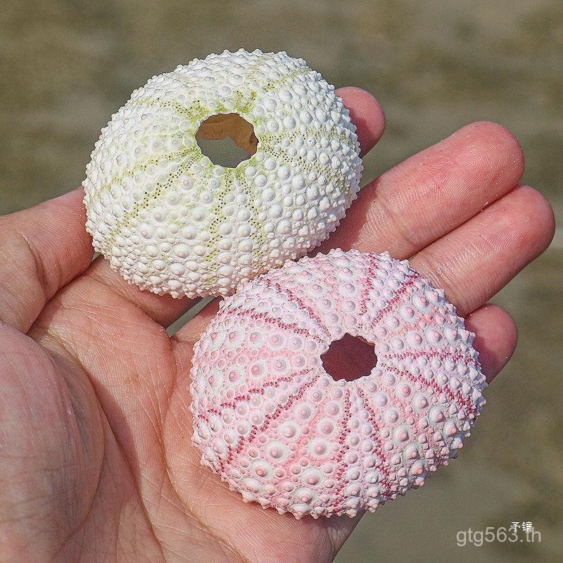 ตัวอย่าง Air 20 Conch Shell Sea Urchin Shell งานฝีมือขายส่ง diy สับปะรดผงตกแต่งดอกไม้หม้อ Sea Urchin