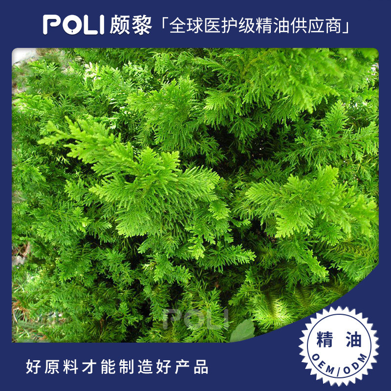 สีเหลือง Cypress Essential Oil วัตถุดิบขายส่ง Cypress Essential Oil Aromatherapy ตัวอย่าง Skin Care 