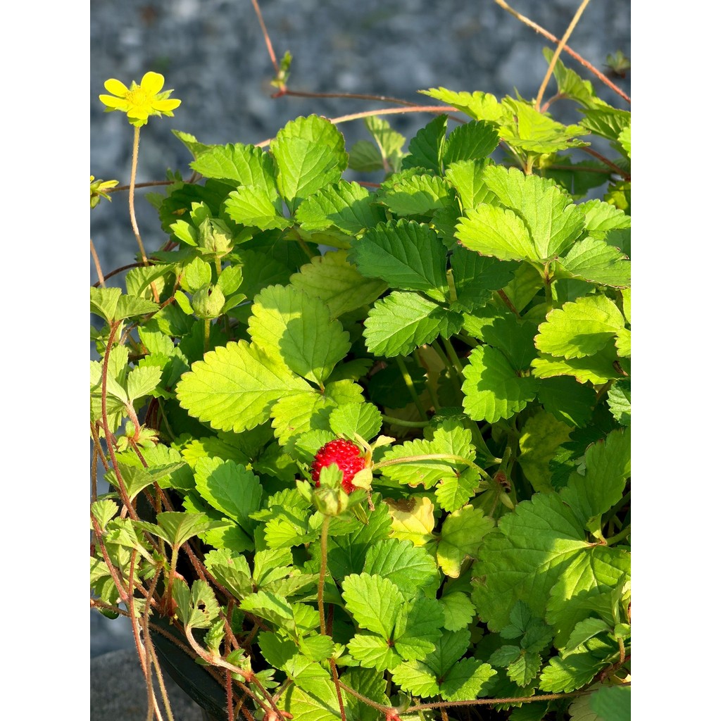 มุมมอง 7