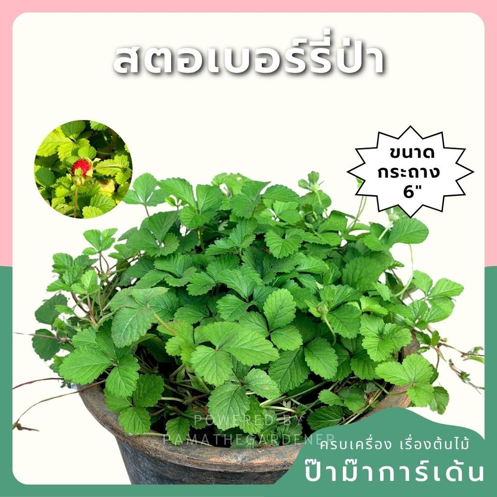 สตรอเบอรี่แคระป่า (Wild Dwarf Strawberry) กระถาง 6 นิ้ว