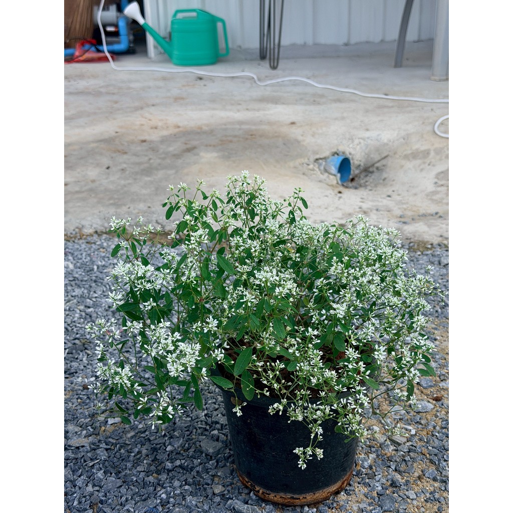 มุมมอง 5