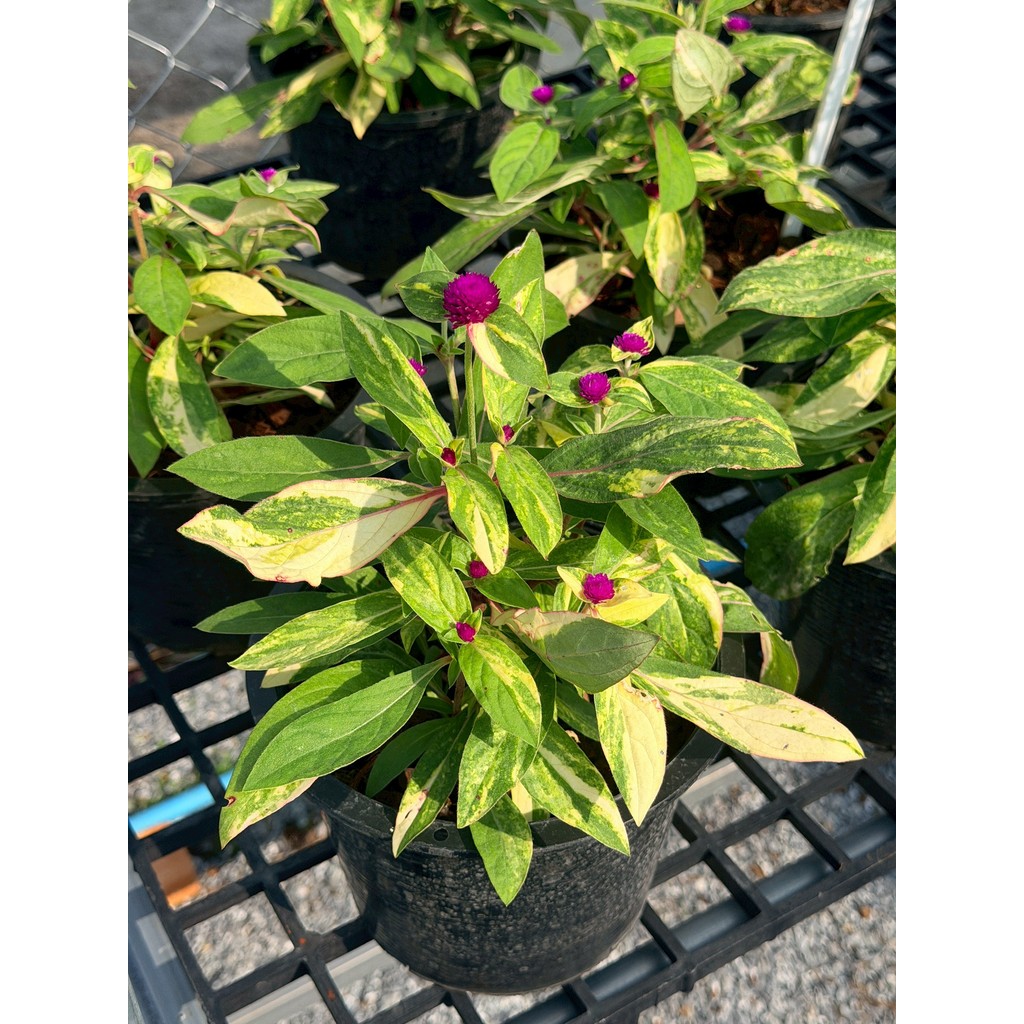 มุมมอง 3