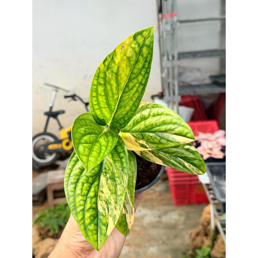 มุมมอง 4