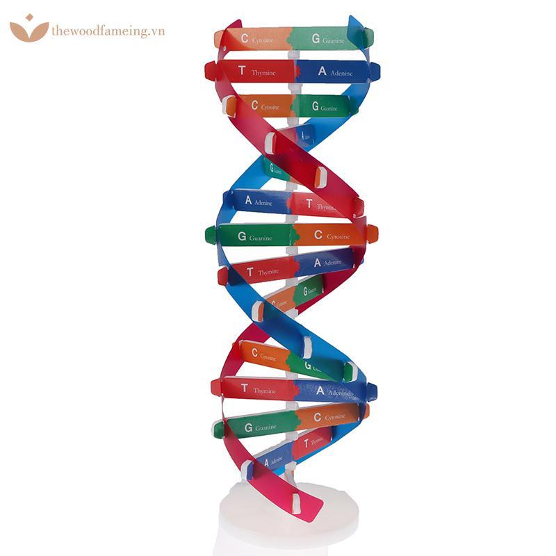 Thewoodfameing Human Genes DNA รุ่น Double Helix ของเล่นวิทยาศาสตร์การสอนการเรียนรู้การศึกษาของเล่น 