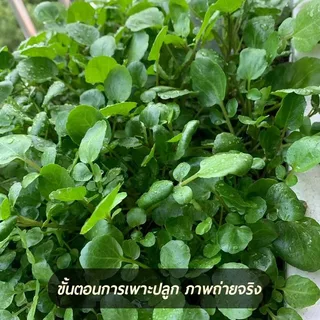 800 เมล็ดเมล็ดพันธุ์วอเตอร์เครส เมล็ดวอเตอร์เครส (Watercress) ผักสลัด มากวิตามิน โตไว ทานสดได้