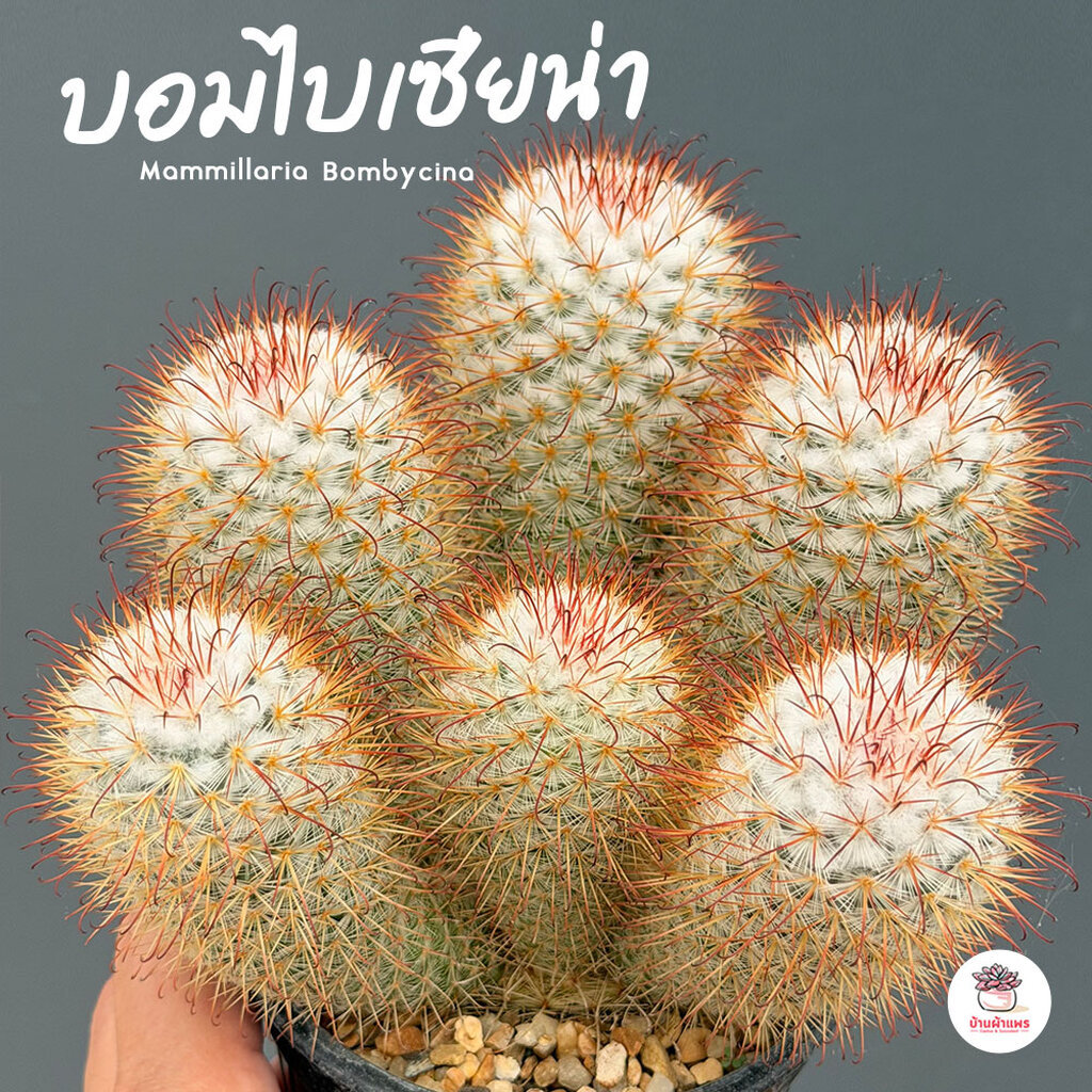 บอมไบเซียน่า #ฟอร์มกอ Mammillaria Bombycina แคคตัส กระบองเพชร cactus&succulent