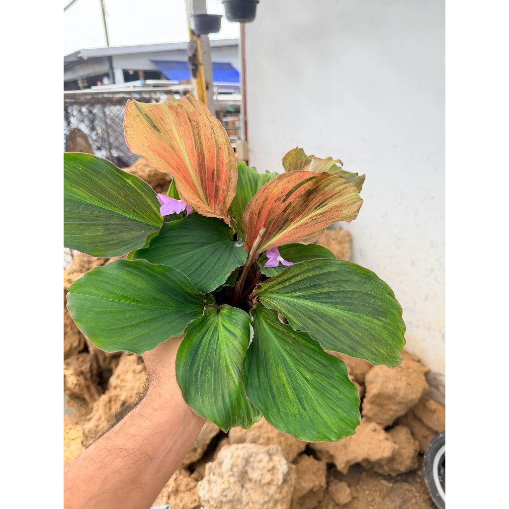 มุมมอง 2