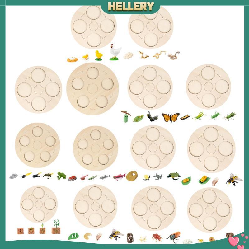 [HelleryPH] Montessori Life Growth Cycle Board Early Education for Preschool Kids