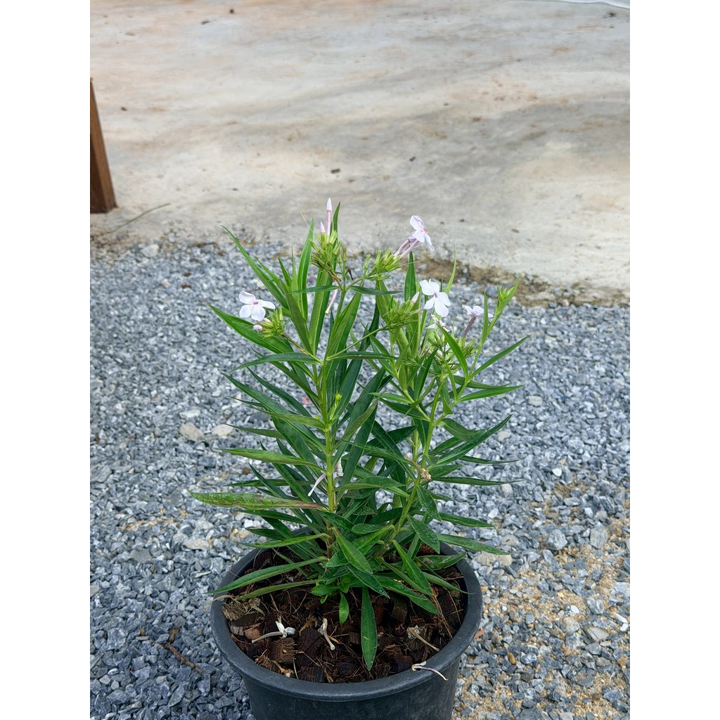 มุมมอง 2