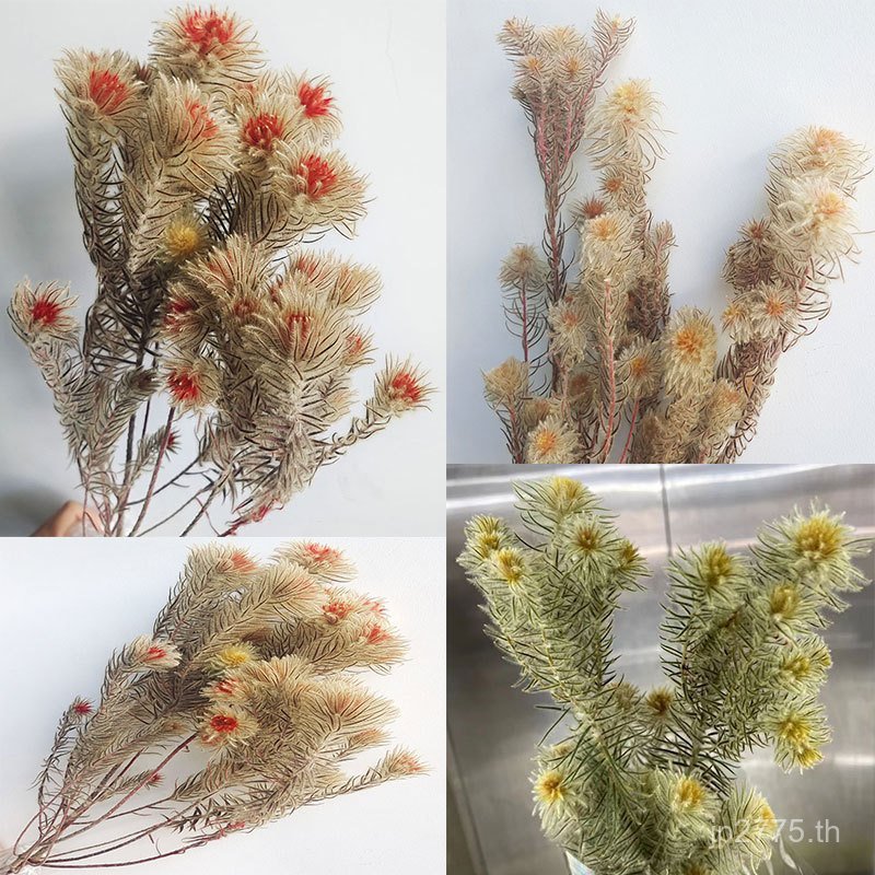 เครื่องประดับดอกไม้ถ่ายภาพภาพจิตรกรรมฝาผนังดอกไม้ที่เก็บรักษาไว้ Phoenix Feather ดอกไม้บ้านที่เก็บรั