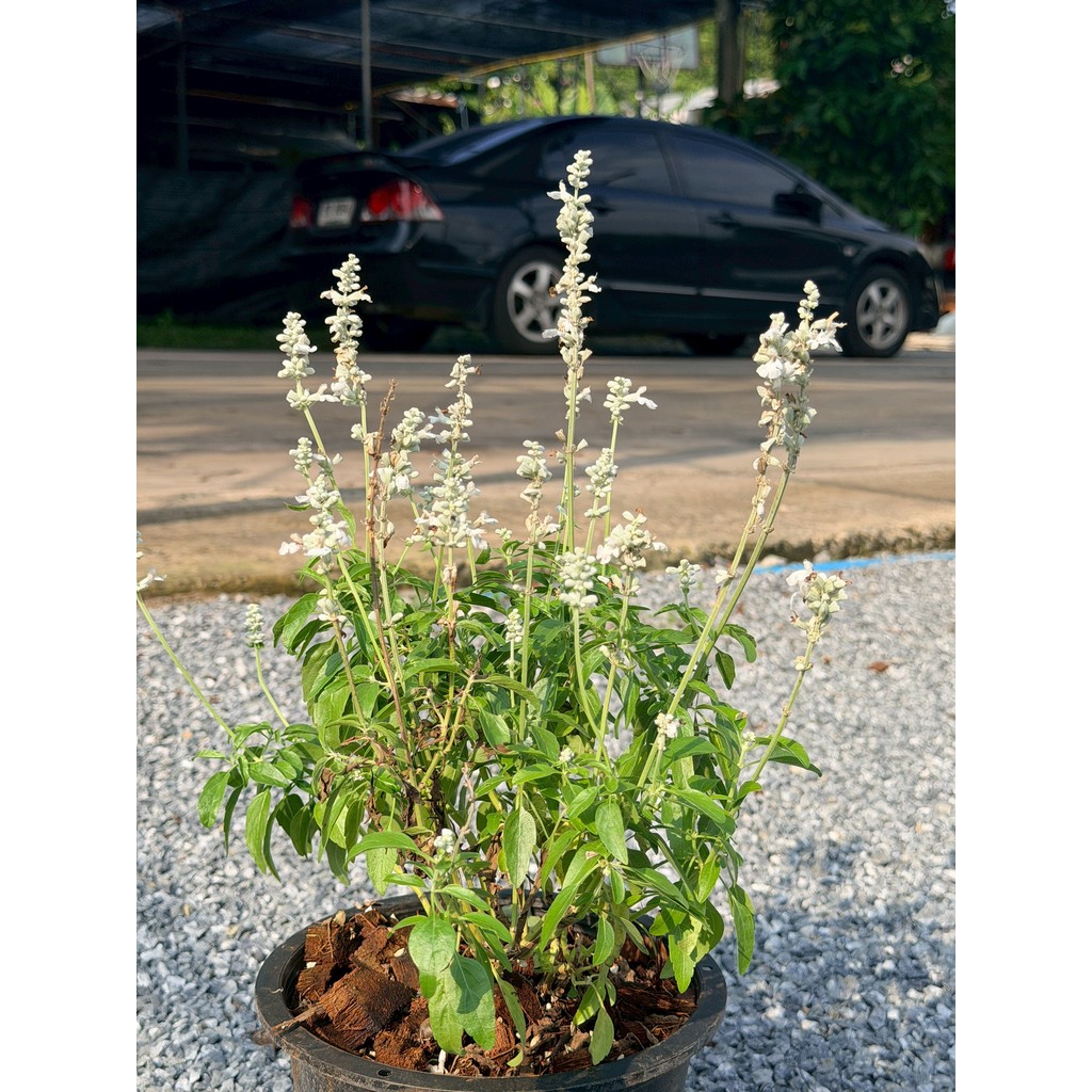 มุมมอง 3