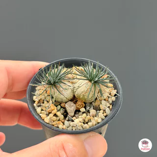 หอมจิ๋ว ออร์นิโทกาลัม Ornithogalum ไม้อวบน้ำ กุหลาบหิน Cactus&Succulent หลากหลายสายพันธุ์
