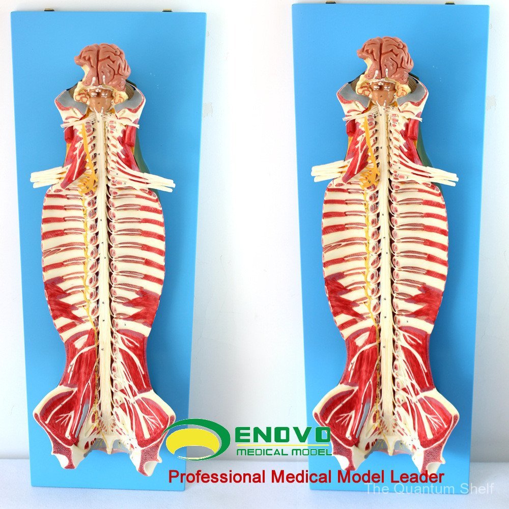 ENOVO ENOVO Medical Ergonomic Spine Anatomy Spine Neurosis Anesthesia Anesthesia Lumbar Spine Micro-