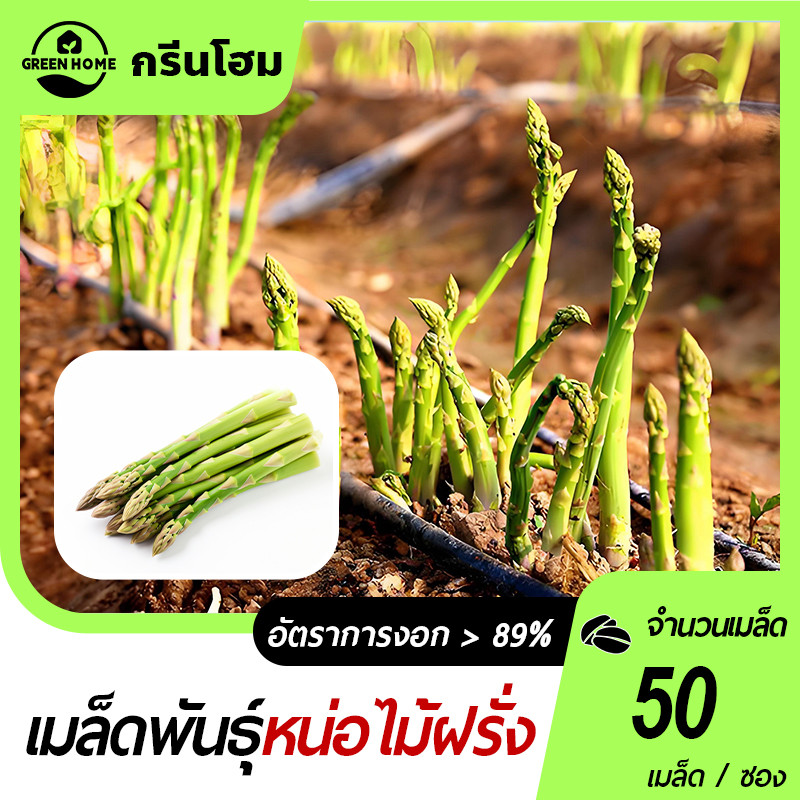หน่อไม้ฝรั่ง เมล็ดพันธุ์หน่อไม้ฝรั่ง50 เมล็ด พันธุ์ดี งอกง่าย โตไว พุ่มใหญ่ ทานอร่อย