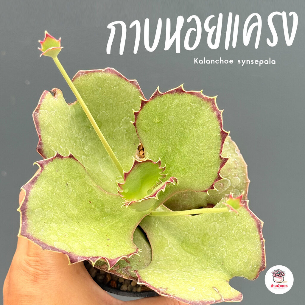 กาบหอยแครง Kalanchoe synsepala ไม้อวบน้ำ กุหลาบหิน cactus&succulentหลากหลายสายพันธุ์