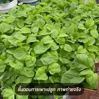6000 เมล็ด เมล็ดผักโขมสีเขียว ทนร้อน โตไว สารอาหารสูง แท้ OP