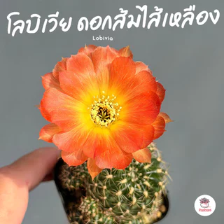 โลบิเวีย ดอกส้มไส้เหลือง Lobivia แคคตัส กระบองเพชร cactus&succulent