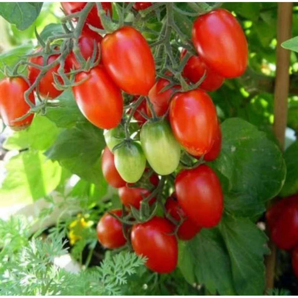 🌱รวมเมล็ดพันธุ์ผักสวนครัวปลูกง่ายโตไว🌱 ราคาถูก เมล็ดเยอะ อัตราการงอกสูง 🎈ซื้อ5แถม1คละได้🎈 - รูปที่ 5