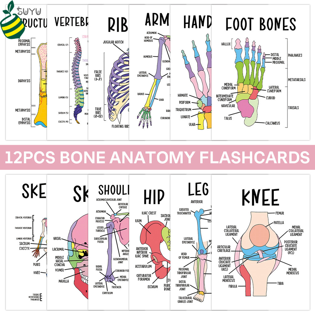 12 ชิ้นแฟลชการ์ดกายวิภาคศาสตร์ของมนุษย์-โครงสร้างกระดูก, มือ, เท้า, เข่า, คอลัมน์กระดูกสันหลัง, แผนภูมิโครงกระดูกสําหรับการเรียนรู้การศึกษา - สมบูรณ์แบบสําหรับเ