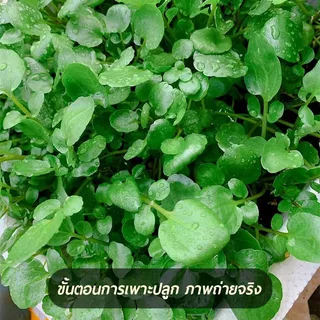 800 เมล็ดเมล็ดพันธุ์วอเตอร์เครส เมล็ดวอเตอร์เครส (Watercress) ผักสลัด มากวิตามิน โตไว ทานสดได้