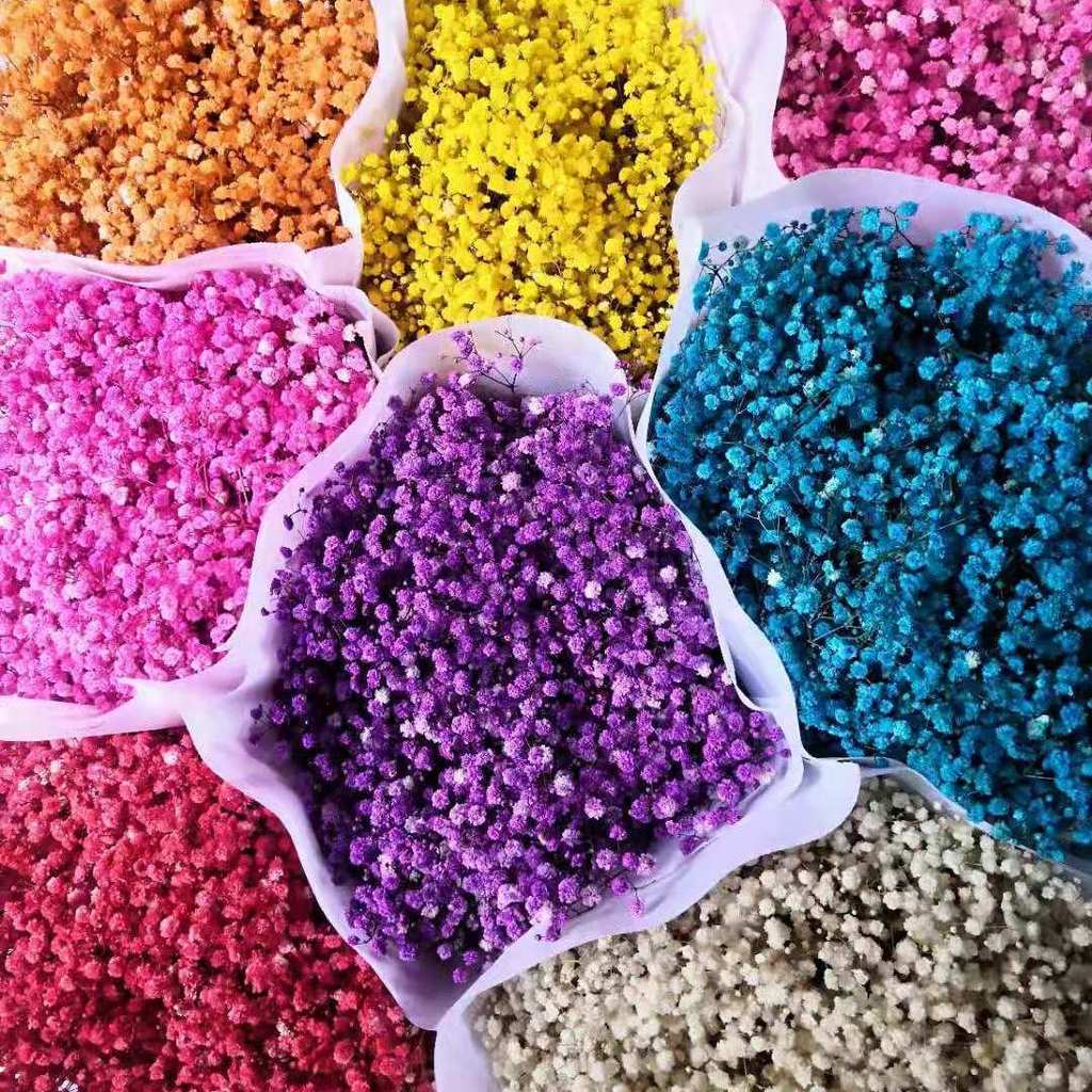 Yunnnan Kunming ดอกไม้ที่เก็บรักษาไว้ Gypsophila ดอกไม้แห้งตกแต่ง Home Stall Origin ขายปลีก MB0N