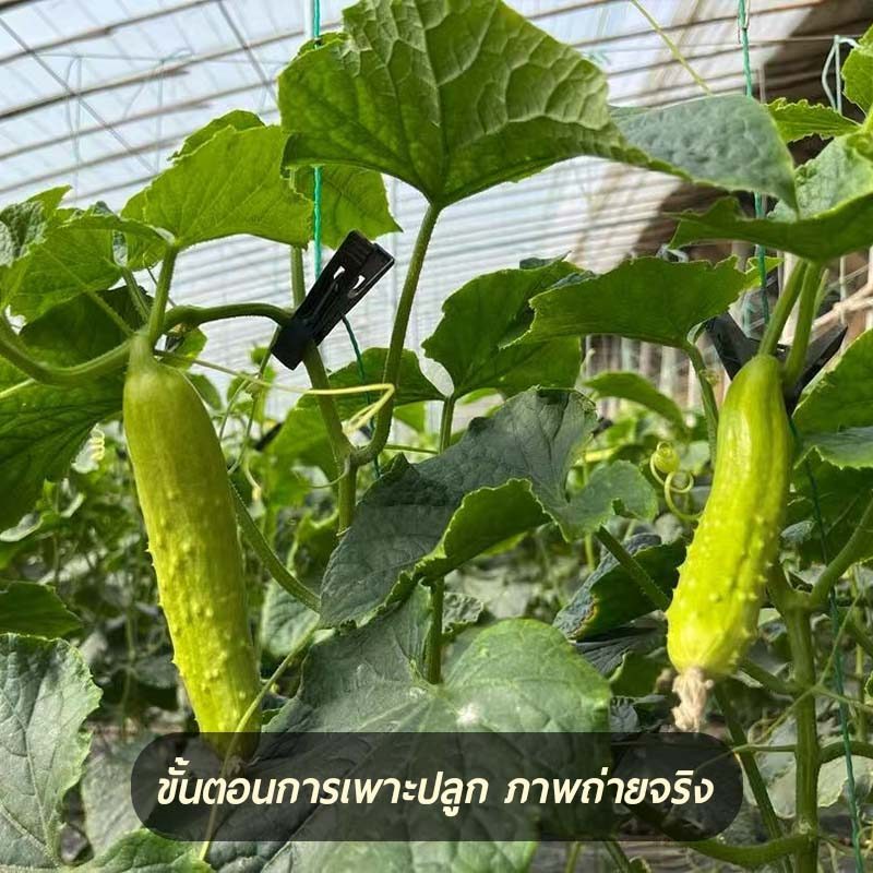 40 เมล็ด เมล็ดพันธุ์แตงกวาหยกขาว ซองใหญ่ ลูกดก ผลใหญ่ รูปที่ 4