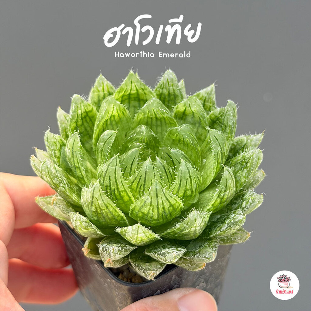 ฮาโวเทีย Haworthia Emerald ไม้อวบน้ำ กุหลาบหิน cactus&succulentหลากหลายสายพันธุ์