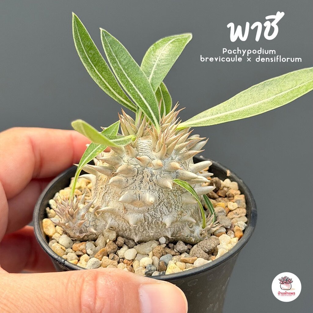 พาชี Pachypodium brevicaule × densiflorum แคคตัส กระบองเพชร cactus&succulent