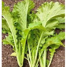 🌱รวมเมล็ดพันธุ์ผักสวนครัวปลูกง่ายโตไว🌱 ราคาถูก เมล็ดเยอะ อัตราการงอกสูง 🎈ซื้อ5แถม1คละได้🎈 - รูปที่ 2