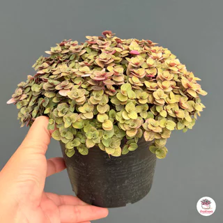 ริบบิ้นชาลีสีทอง Callisia repens ไม้อวบน้ำ กุหลาบหิน cactus&succulentหลากหลายสายพันธุ์