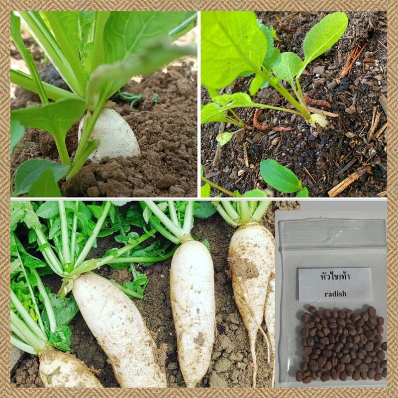 เมล็ดหัวไชเท้า  200 เมล็ด (White Radish Seeds)งอกง่าย ปลูกง่าย โตไว คุณภาพดี