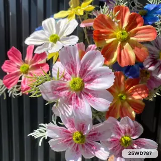 คอสมอสก้านเดี่ยว 3 ดอก ขนาด หน้าดอก 11 cm. ความสูง 62 cm.