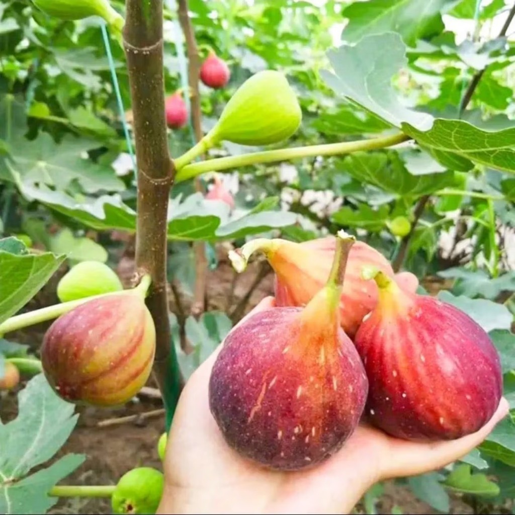 600 เมล็ด เมล็ดมะเดื่อฝรั่ง Figs สายพันธุ์ ของแท้ 100% มะเดื่อฝรั่ง หรือ ลูกฟิก Fig Seeds for Planting