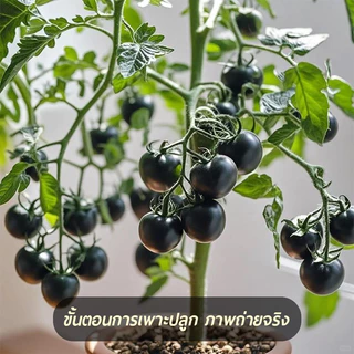 มะเขือเทศเชอรี่ สีดำ🎯100 ชิ้น เมล็ดพันธุ์มะเขือเทศเชอรี่ สีดำ 🎈งอกง่าย🌱โตไว☘️ลูดดก🌱สวย แปลก