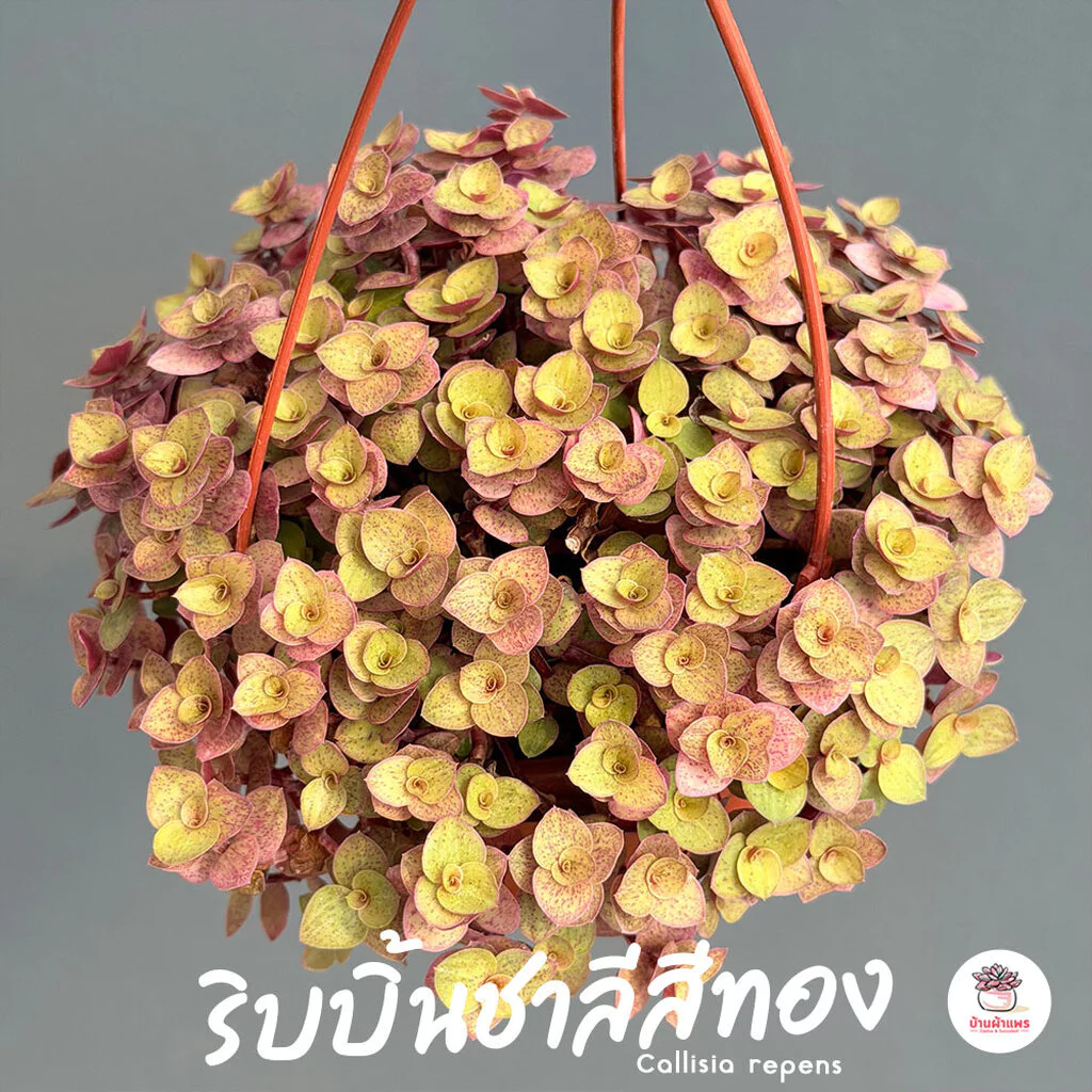 ริบบิ้นชาลีสีทอง Callisia repens ไม้อวบน้ำ กุหลาบหิน cactus&succulentหลากหลายสายพันธุ์
