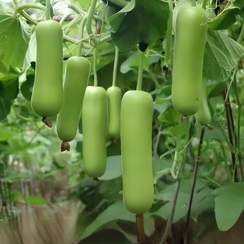 [10เมล็ด] เมล็ดพันธุ์ ซูกินี่ สีเขียว เมล็ดซูกินี่ เมล็ดพันธุ์ซูกินี่ เมล็ดซูกินีเขียว UPO SEEDS