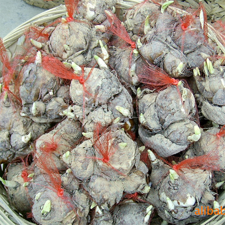 Narcissus Flower Plant Ball Aquatic Plant Ball Root Indoor Hydroponic Flower Winter Potted Zhangzhou