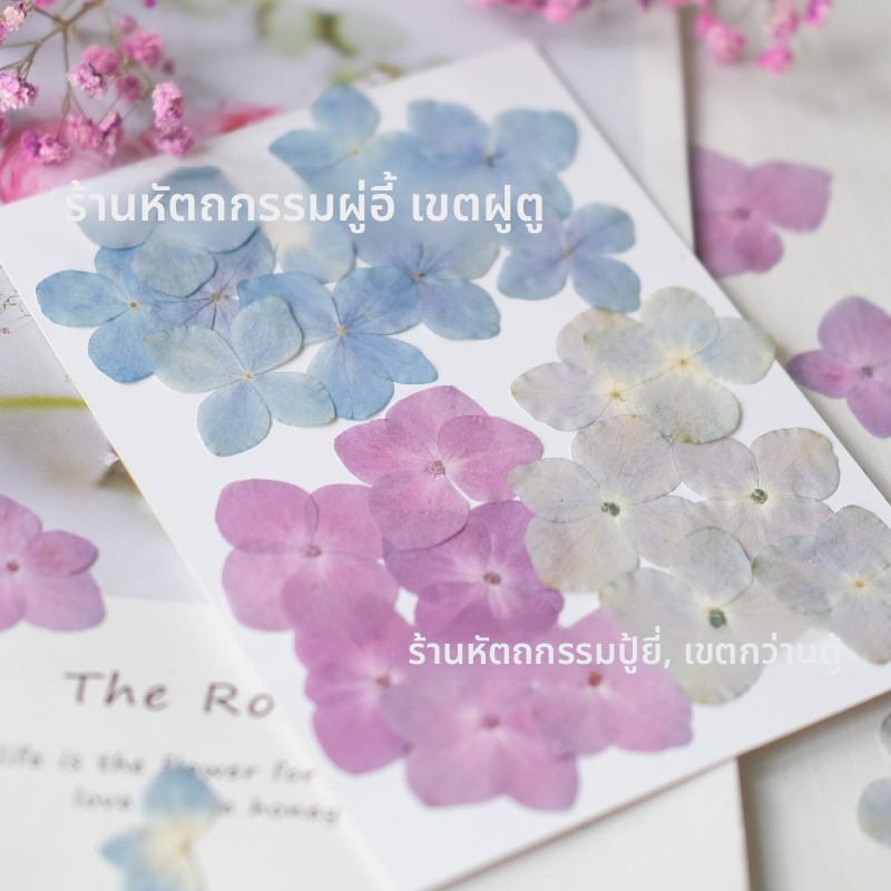 ดอกไฮเดรนเยียสีธรรมชาติอัดแห้ง (Press Dry Flower)"