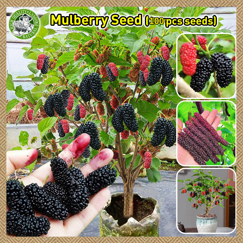 เมล็ดพันธุ์ ต้นหม่อน เมล็ดมัลเบอร์รี่ Dwarf Mulberry 100เม็ดต้นไม้ เมล็ดผลไม้ พันธุ์ผลไม้ งอกง่าย ปลูกง่าย โตไว คุณภาพดี