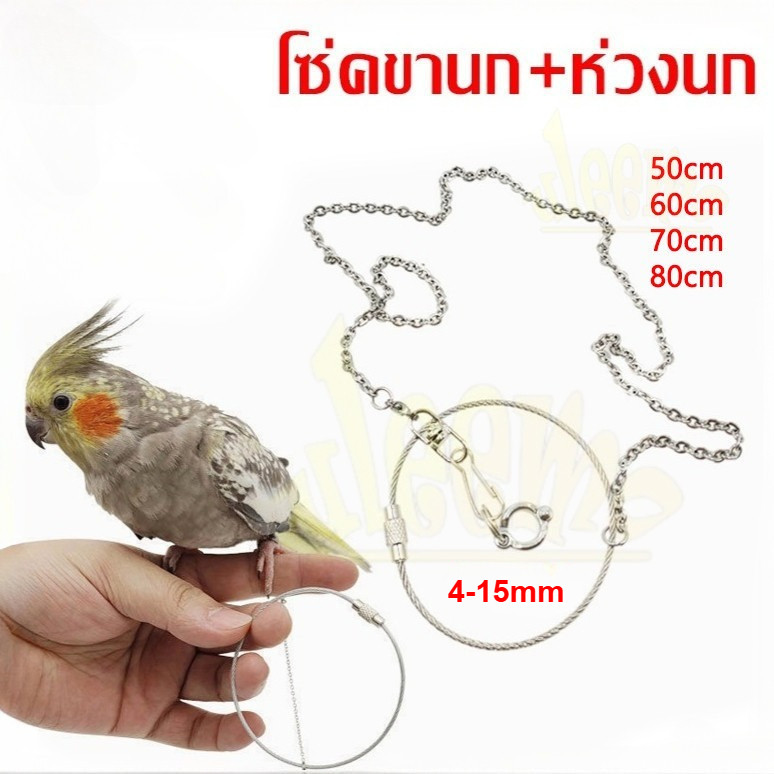 ห่วงขานกพร้อมโซ่คล้องขานก🦜 ชุด 2 อย่าง โซ่นก นกแก้ว ฟอพัส หงษ์หยก เลิฟเบิร์ด ซันคอนัวร์ เกรย์ ตัส กะตั้ว ป้อนกันนกหลุด