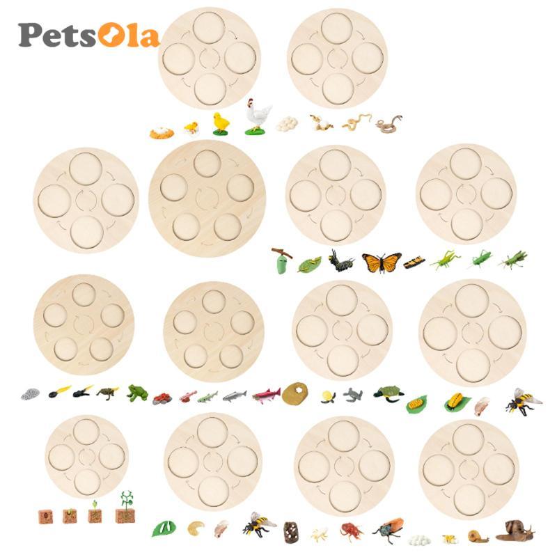 [Koolsoo2] Montessori Life Growth Cycle Board Early #Educational สําหรับเด็กก่อนวัยเรียน