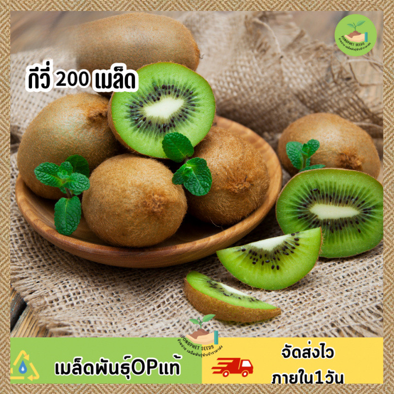 เมล็ดพันธุ์กีวี่20เมล็ด งอกง่าย ปลูกง่าย โตไว คุณภาพดี