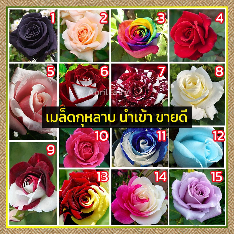 [100 เม็ด] เมล็ดกุหลาบ, เมล็ดพันธุ์, เมล็ดกุหลาบสีแดง, ลวดลายสีขาว, การจัดส่งแบบสุ่มหลายสี, การปลูกง่าย, คุณภาพดี