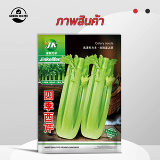 คื่นช่ายยักษ์🎯เมล็ดพันธุ์คื่นช่ายยักษ์3000 เมล็ด 🍀นำเข้าจากต่างประเทศ🌿ก้านอวบ🎈เนื้อหนา กรอบอร่อย