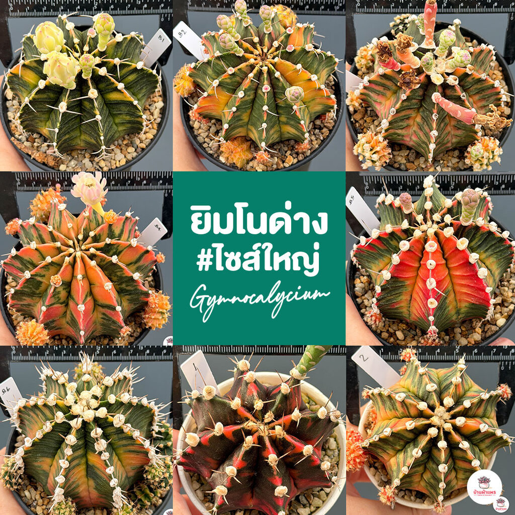 ยิมโนด่าง ไม้เมล็ด #ไซส์ใหญ่ Gymnocalycium แคคตัส กระบองเพชร cactus&succulent
